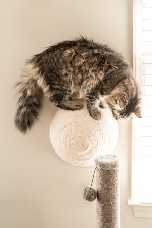 The Best Cat Scratchers and Why They're Important