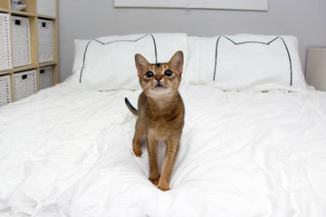 Cat Nap Pillow Cases - Made in the USA