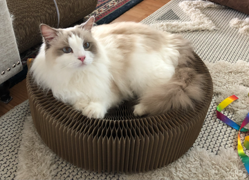 "The Accordion" Travel Cardboard Bed & Scratcher