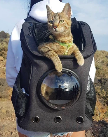 The Fat Cat Cat Backpack - For Larger Cats — Cat Culture Market
