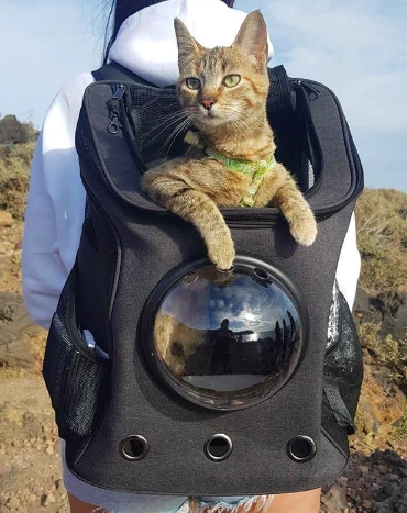 Cat Backpack