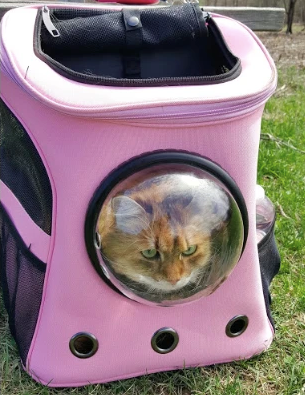 Chubby Cat. Backpack by Lemon in the sky