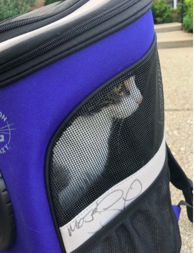The Jackson Galaxy Convertible Cat Backpack Carrier