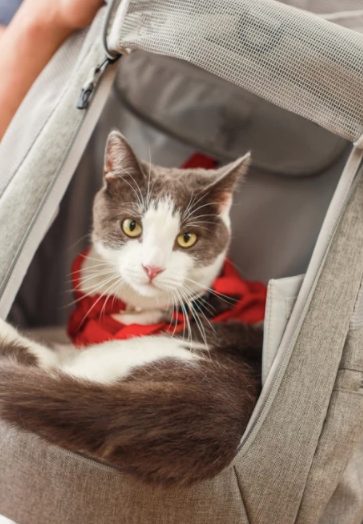 The Navigator Convertible Cat Backpack - For Adventurous Cats and Hu