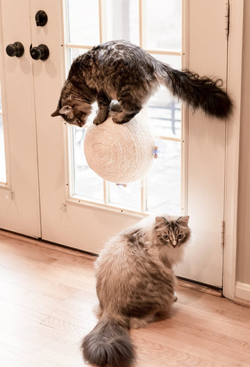 "The Window Wall Ball" Suction Cat Scratcher